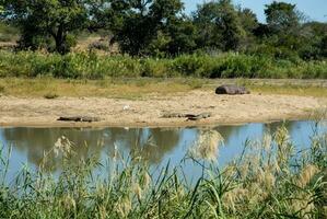 African savannah landscape photo