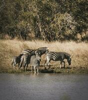 Herd of zebras in the African savannah photo