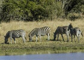 manada de cebras en el africano sabana foto