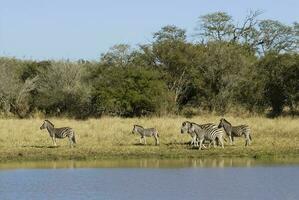 manada de cebras en el africano sabana foto