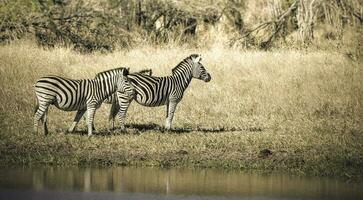 manada de cebras en el africano sabana foto