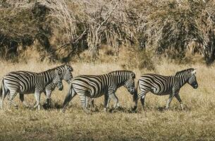 Herd of zebras in the African savannah photo