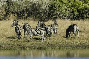 manada de cebras en el africano sabana foto