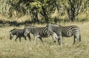 manada de cebras en el africano sabana foto