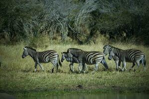 Herd of zebras in the African savannah photo