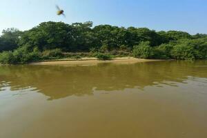 River landscape  and jungle,Pantanal, Brazil photo