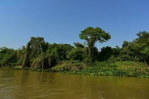 río paisaje y selva,pantanal, Brasil foto
