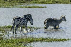 Herd of zebras in the African savannah photo