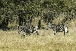 manada de cebras en el africano sabana foto