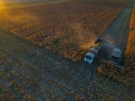 sorgo cosecha, en la pampa, argentina foto