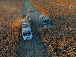 Sorghum harvest, in La Pampa, Argentina photo