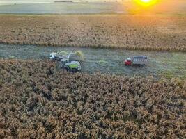 Sorghum harvest, in La Pampa, Argentina photo