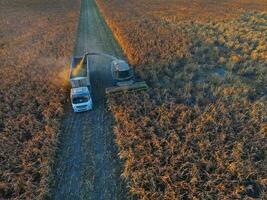 sorgo cosecha, en la pampa, argentina foto