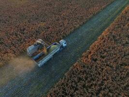 Sorghum harvest, in La Pampa, Argentina photo