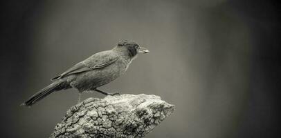 Brown cacholote , Patagonia , Argentina photo