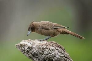 Brown cacholote , Patagonia , Argentina photo