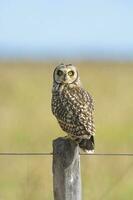 Short eared Owl, perched on a fence, Patagonia, Argentina. photo