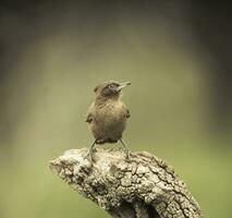 Brown cacholote , Patagonia , Argentina photo