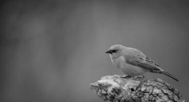 bahía con alas cowbird foto