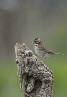 Rufous collared Sparrow, Pampas, Patagonia, Argentina photo