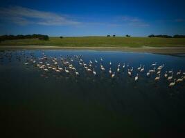 Flock of flamingos, Aerial view,Patagonia, Argentina photo