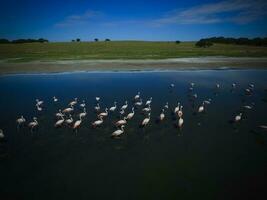 rebaño de flamencos, aéreo vista, patagonia, argentina foto