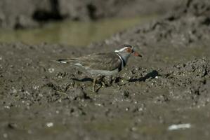 Three banded plover, Africa photo