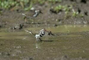 Three banded plover, Africa photo