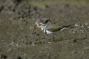 Three banded plover, Africa photo