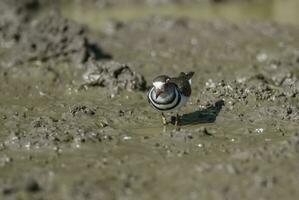 Three banded plover, Africa photo