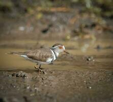 Three banded plover,in swamp environment, South Africa photo