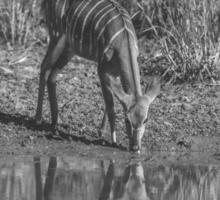 Nyala in African savanna environment, South Africa photo