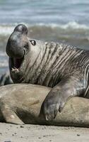 Elephant seal couple mating, Peninsula Valdes, Patagonia, Argentina photo