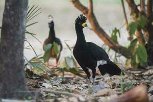 desnudo enfrentó paujil, en un selva ambiente, pantanal Brasil foto