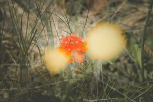 Wild flowers in spring, Patagonia, Argentina photo