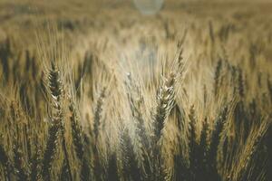 Wheat spikes, in La Pampa, Argentina photo