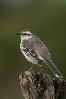 White banded mokingbird in Calden Forest environment, Patagonia forest, Argentina. photo