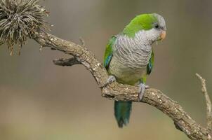 perico encaramado en un rama de caldén , la pampa, Patagonia, argentina foto