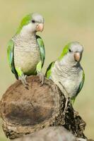 Parakeet perched on a branch of Calden , La Pampa, Patagonia, Argentina photo