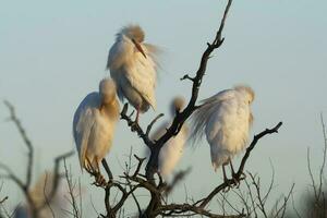 vacas garceta, bubulcus ibis, encaramado, la pampa provincia, Patagonia, argentina foto