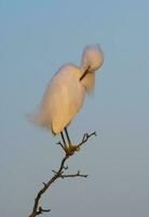 Snowy Egret, Egretta thula , perched, La Pampa Province, Patagonia, Argentina. photo