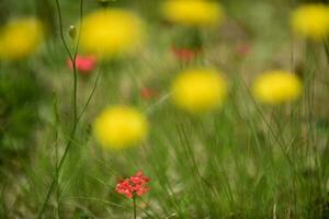 Wild flowers in spring, Patagonia, Argentina photo