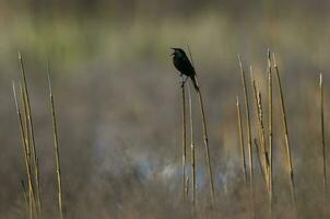 Yellow winged Blackbird, in Pampas wetland, La Pampa Province, Patagonia, Argentina. photo