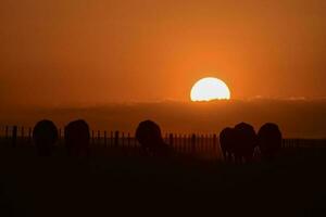 Cows silhouettes  grazing, La Pampa, Patagonia, Argentina. photo