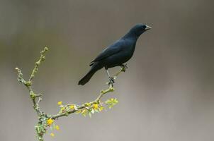 brillante cowbird en caldén bosque ambiente, la pampa provincia, Patagonia, argentina. foto