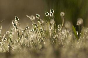 Pampas grass landscape, La Pampa province, Patagonia, Argentina. photo