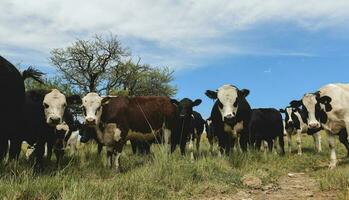 Cows fed with grass, Pampas,Patagonia, Argentina photo