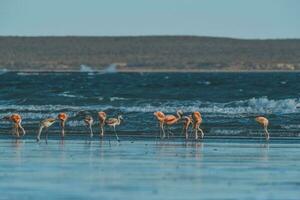 Flamingos feeding at low tide,Peninsula Valdes,Patagonia, Argentina photo