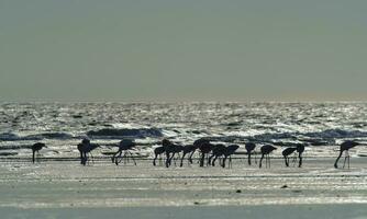 Flamingos feeding at low tide,Peninsula Valdes,Patagonia, Argentina photo