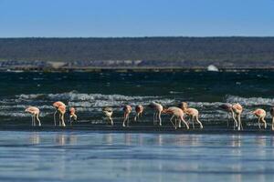 Flamingos feeding at low tide,Peninsula Valdes,Patagonia, Argentina photo